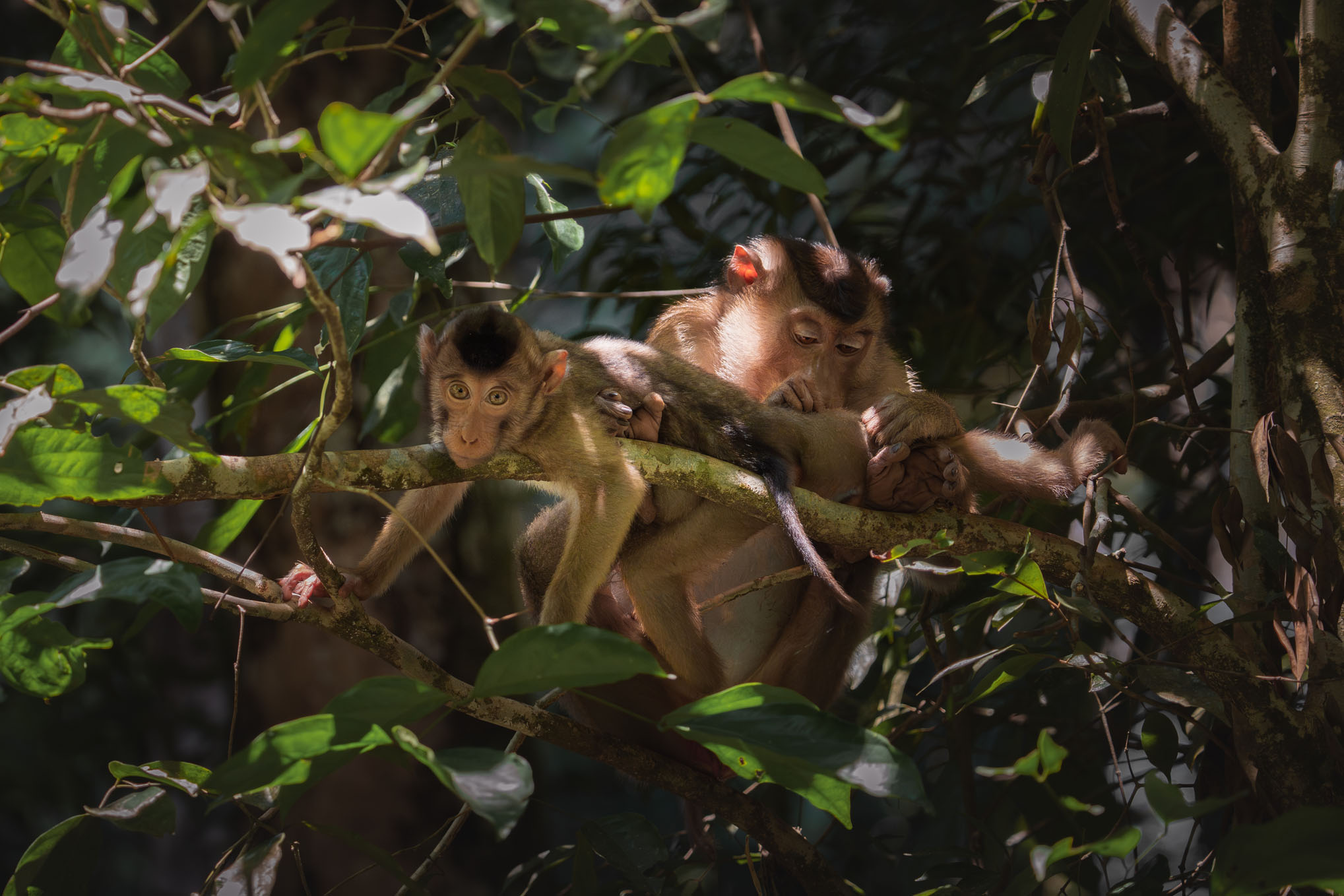 Makaken in einem Baum mit Baby im Gunung Leuser National Park
