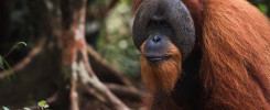 big male orang-utan im Dschungel von sumatra