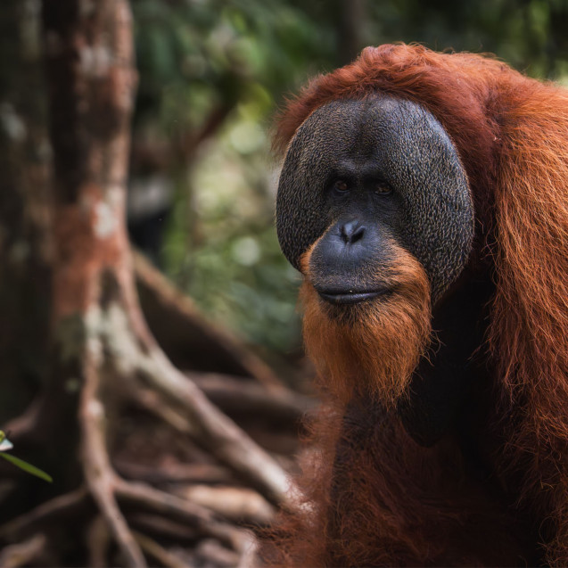 big male orang-utan im Dschungel von sumatra
